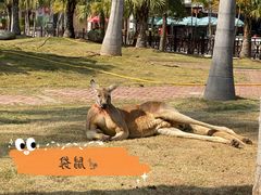 -灵玲国际马戏城