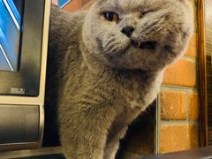 -more than meow吴止猫主题餐厅(承德 中船汇店)