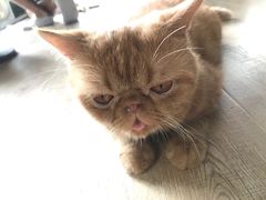 -more than meow吴止猫主题餐厅(承德 中船汇店)