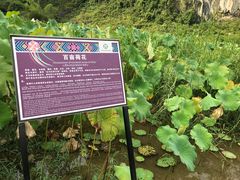 -靖西鹅泉风景区