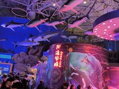 -烟台海昌鲸鲨海洋公园