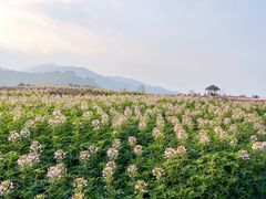 -径山花海