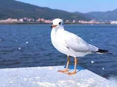 -海埂大坝