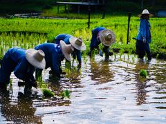 -四季酒店下午茶