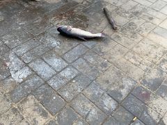 -姥家大锅台水库渔家