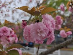 -嘉定紫藤园