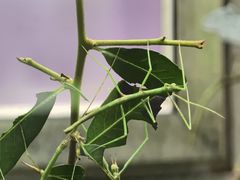 -上海昆虫博物馆