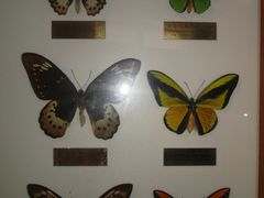 -上海昆虫博物馆