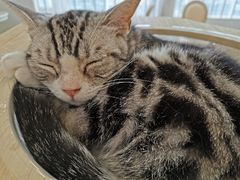 -遇见羊驼·奶狗咖·布偶猫咖·法斗柯基柴犬阿拉斯加(春熙路太古里IFS店)