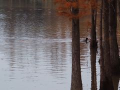 -白鹭湾湿地公园