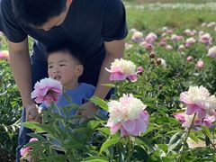 -扬州芍药园(仪征市)