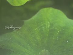 -花之城