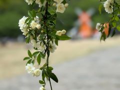 -苏州上方山国家森林公园