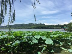 -湖畔居茶楼(湖滨店)