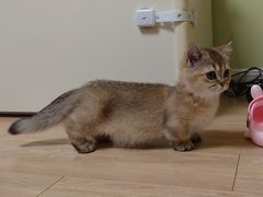 -babydoll猫舍·米努特·德文·缅因(久光中心店)