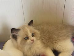 -屋虎猫馆(宝安大仟里店)