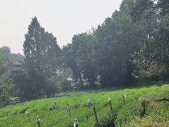 -野蔓果·山野菜(西湖景区·龙井茶田店)