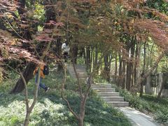 -嘉定紫藤园