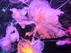 -太平洋海底世界