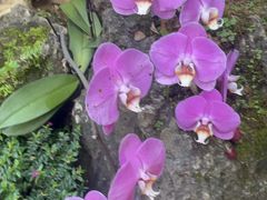 -东莞植物园