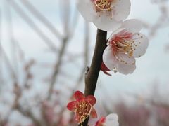 -花开海上生态园
