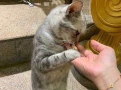 -more than meow吴止猫主题餐厅(承德 中船汇店)