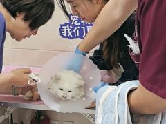 -北京观赏动物医院·24小时大型综合·猫专科·异宠专科