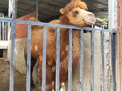 -泉州海丝野生动物世界