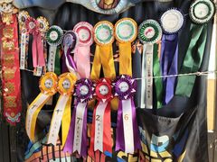 -北京群众马术培训基地