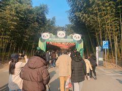 -都江堰中华大熊猫苑