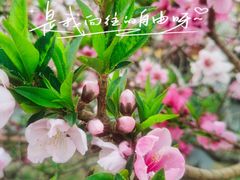 -海棠花溪(元大都城垣遗址公园)