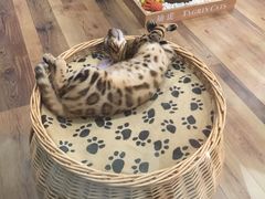 -袖虎·猫馆(体育西路店)