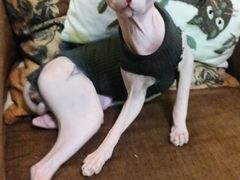 -猫色咖啡·猫咖