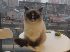 -怪兽屋·羊驼·猫咖·狗咖(俊华广场店)