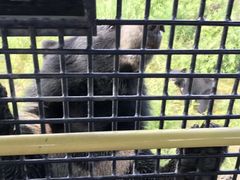 -黑瞎子岛探秘野熊园