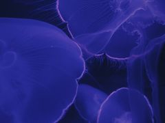 -欢乐海岸海洋奇梦馆
