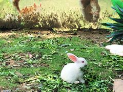 -合肥滨湖国家森林公园