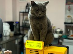 -猫咪派对(江南西店)