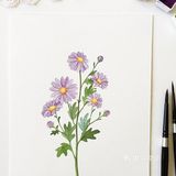 小清新手绘[礼花]太美了第一次看见这么美的花居然在画里