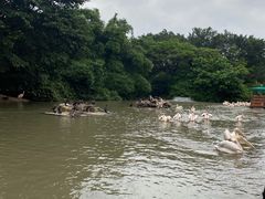 -广州长隆飞鸟乐园