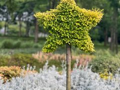 -贡湖湾湿地公园