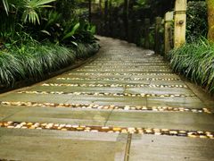 -十八棵（老龙井）御茶园(老龙井店)