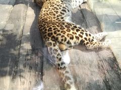 -贵州森林野生动物园