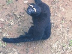 -西霞口神雕山野生动物世界