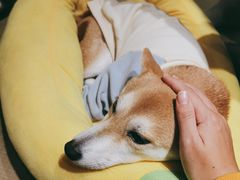 -逗柴咖啡屋·狗咖猫咖宠物桌游