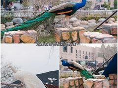 -J Create城市露营咖啡·简餐·宠物(上海动物园店)