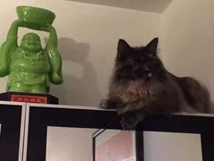 -中农大我爱我爱24h动物医院·中医针灸·猫专科·骨科医疗中心(双井店)