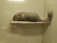 -龙猫仔乐园(惠福东路店)