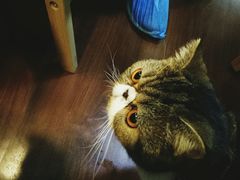 -李小姐の猫咖啡馆(五角场店)
