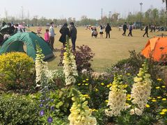 -上海长兴岛郊野公园